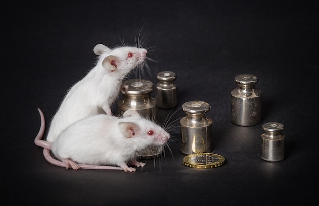Две белые лабораторные мыши с весами и монеты на сером фоне. концепция экономического