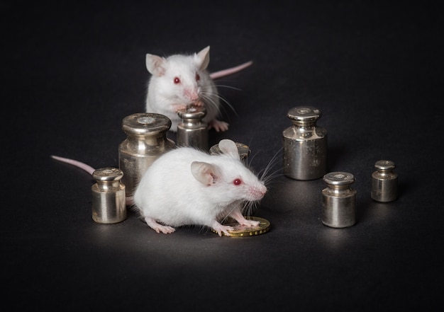 Two white laboratory mice with weights and coins on a gray background.