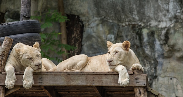 Two white lion laying down on the floor