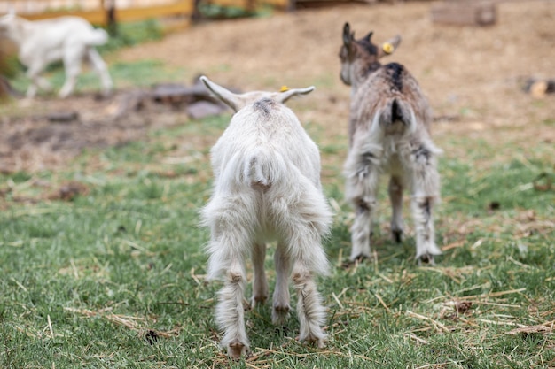 Two white little goats play with each other on the farm Breeding goats and sheep Cute with funny