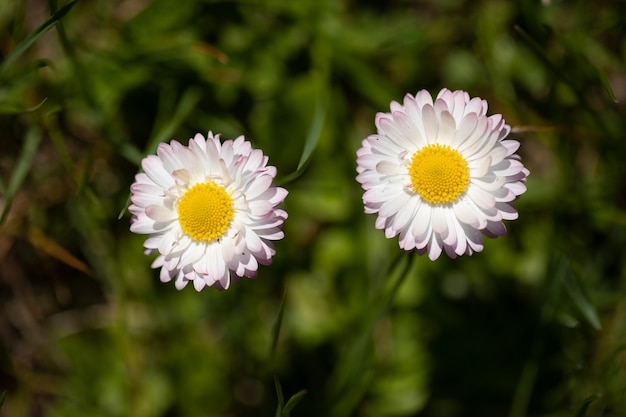 Two white marguerite flowers bloom on field