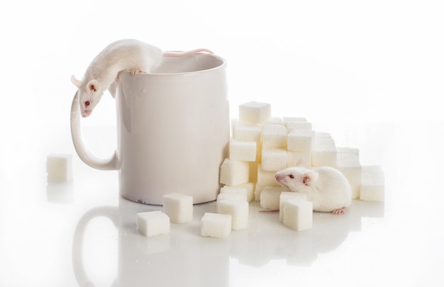 설탕 큐브와 컵, 당뇨병 개념에서 계단을 크롤 링하는 두 개의 흰색 마우스