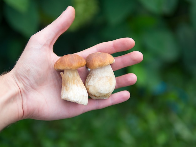 Photo two white mushrooms in hand