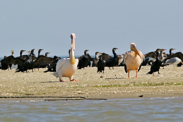 2匹の白いペリカンが鵜の群れで岸に休んでいます