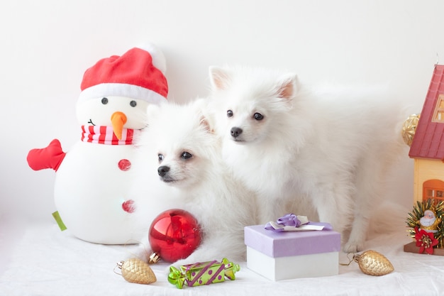 雪だるまの隣に、2匹の白いポメラニアンの子犬がクリスマスのおもちゃに囲まれて座っています