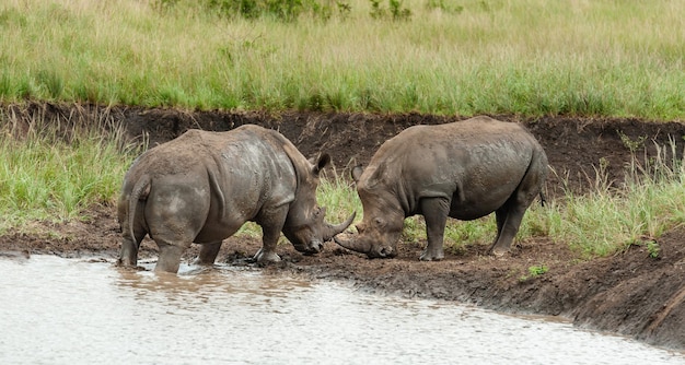 물웅덩이에서 싸우는 두 마리의 흰코뿔소