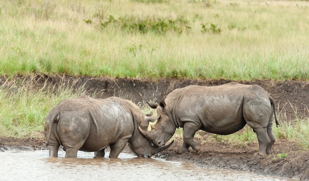 Two white rhino's facing off and about to fight