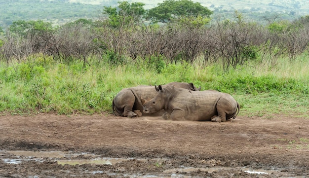 Two white rhino sleeping on the sand