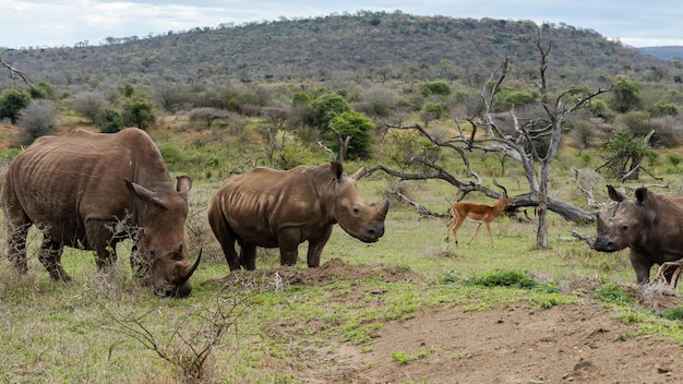 초원에 서있는 두 마리의 흰 코뿔소