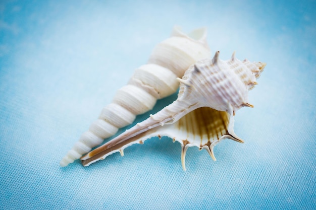 Two white seashells on the blue background