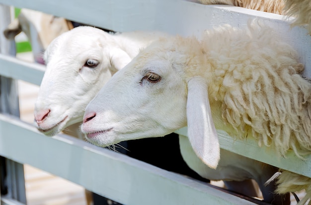 Two white sheep in the paddock