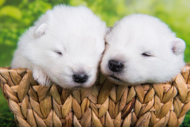 Two White small Samoyed puppies dogs two weeks age in Easter basket