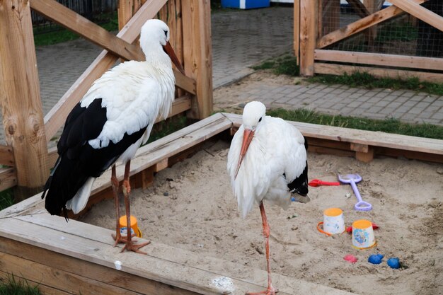 Two white storks.Large, long-legged, wading birds with long, thick beaks.