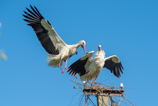 青い空を背景に巣に2羽の白いコウノトリ