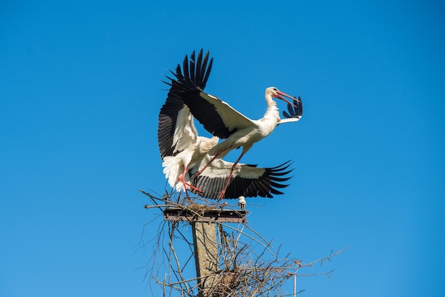 青い空を背景に巣に2羽の白いコウノトリ