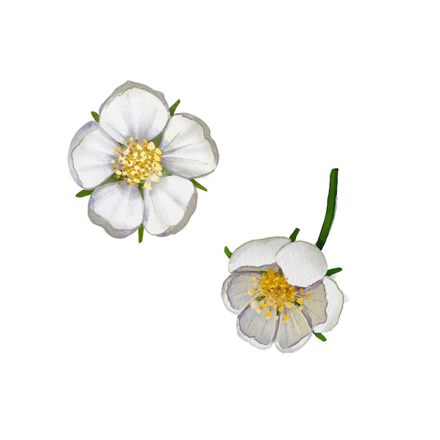 Two white strawberry flowers on a white background Digital illustration Watercolor summer flower Summer plant from the beds Suitable for postcards invitations parcels weddings holidays