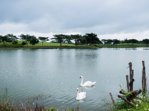 Two white swan on the lake