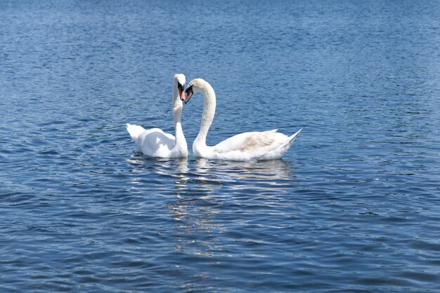 Two white swans floating on the lake. Beautiful moment when they put their head next to each others 