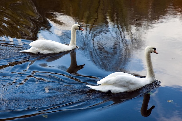 写真 一緒に水に浮かぶ2つの白い白鳥