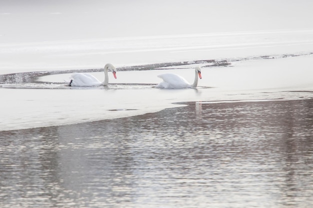 Two white swans on frozen lake. Winter frozen lake.