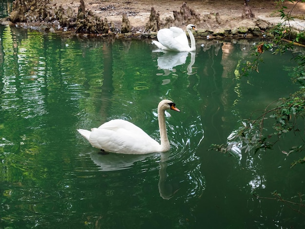 Two white swans in a pond in an arboretum