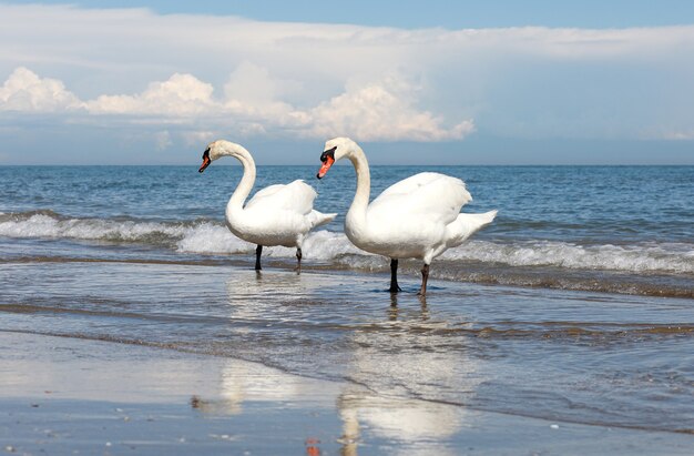 Two white swans on the sea beach of Jesolo Italy