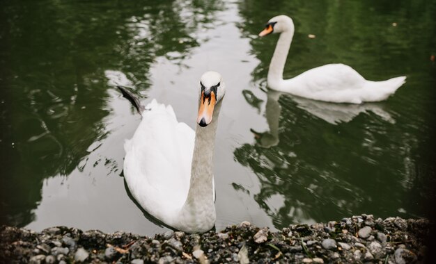 2つの白い白鳥が湖で泳ぐ