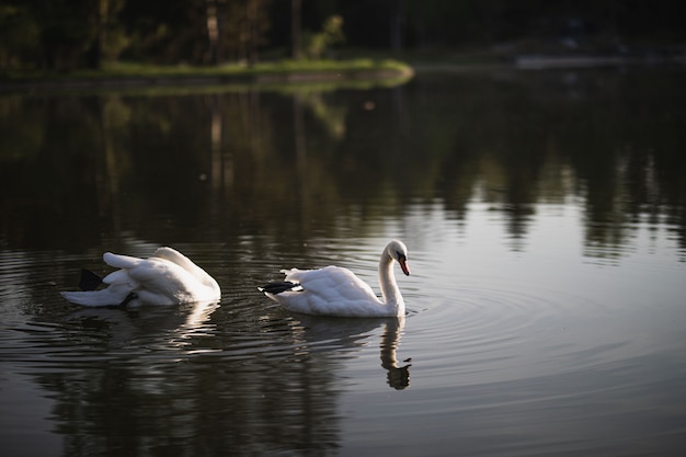 Two white swans swim on the pond