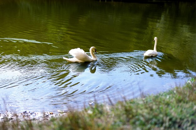 2つの白い白鳥が湖で泳ぐ