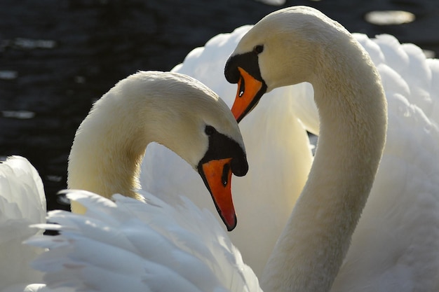 Two white swans in the water on the pond.