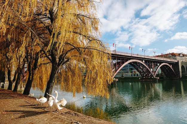 Фото Два белых лебедя на красочном фоне рядом с мостом драва и рекой в мариборе, словения