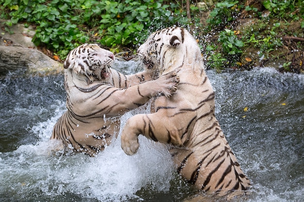 Два белых тигра боролись в воде.