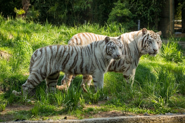 Two white tigers in the grass in a clearing in summer.