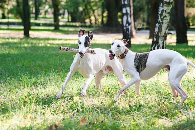 two white whippets running and playing outdoor in the park