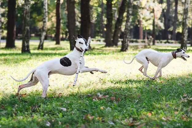 two white whippets running and playing outdoor in the park