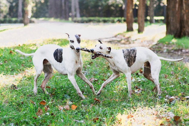 two white whippets running and playing outdoor in the park