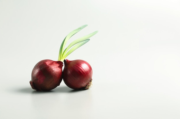 Two whole red onion bulbs closeup on a white background space for text