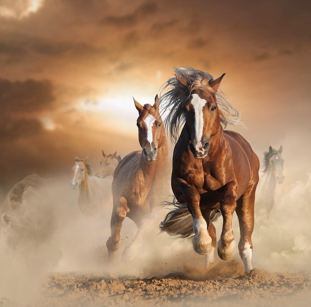 Two wild chestnut horses running together in dust front view