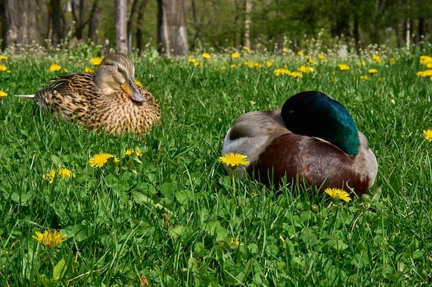 Two wild ducks are resting on green grass on a sunny day