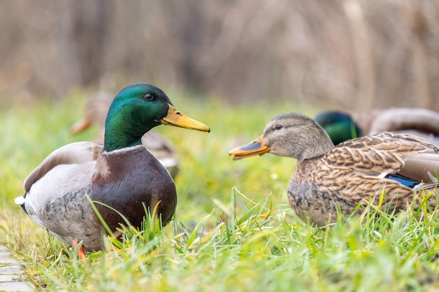 Two wild ducks walking in summer park.