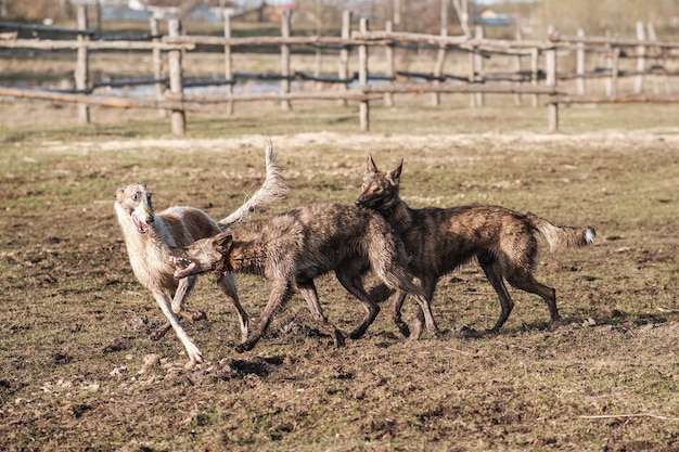 Two wild hyena dogs and a Russian borzoi run after each other in a field in early spring Sunset