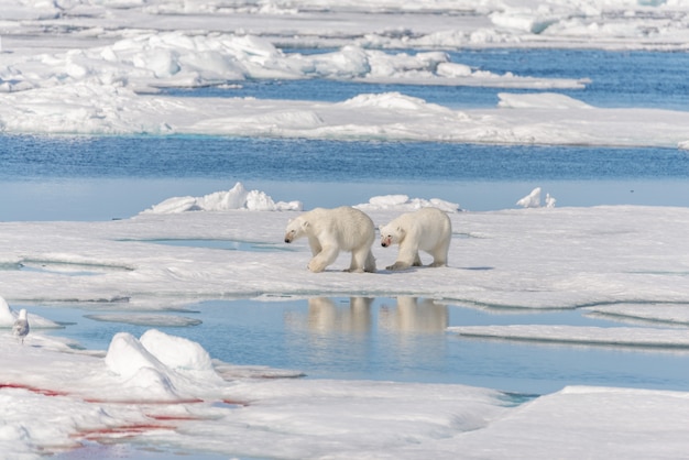 Foto due orsi polari selvatici che vanno sulla banchisa a nord dell'isola di spitsbergen, alle svalbard