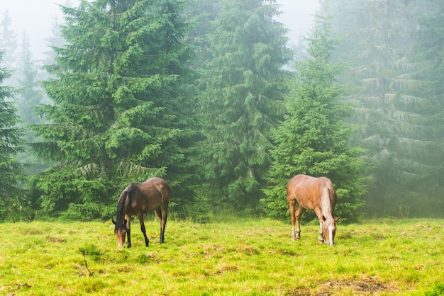 Two wild running horses grazing in the misty forest