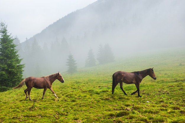 Two wild running horses on the misty field