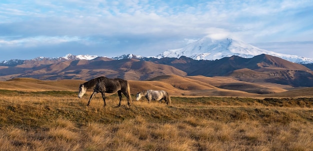 Due cavalli selvaggi bianchi e marroni vanno sull'alpeggio bellissimi cavalli in un prato autunnale si pongono sullo sfondo di una montagna elbrus innevata bianca ampia vista panoramica