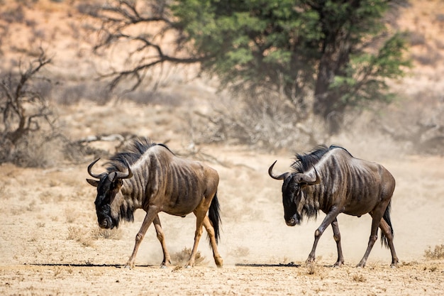 Photo two wildebeest in desert