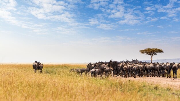 Two wildebeest standing out from crowd