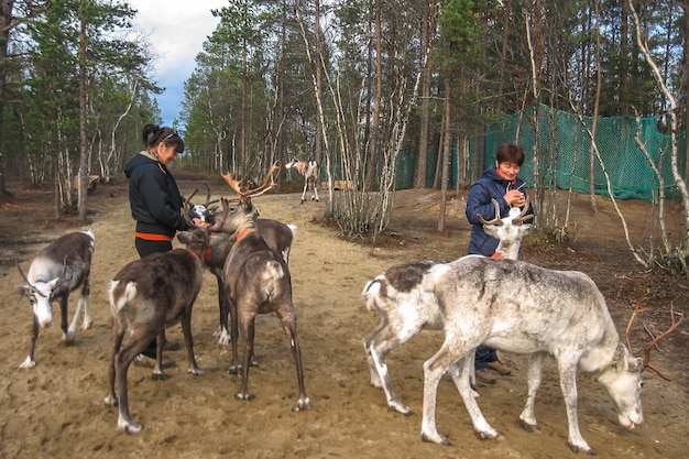 Photo two women feed reindeer, sami, saami village on the kola peninsula