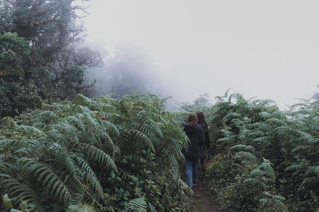 熱帯雨林の森のジャングルをトレッキングする2人の女性