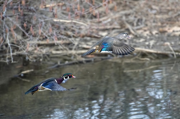 Two wood ducks flying over a pond